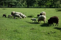 Börnicke Schafe und Lämmer